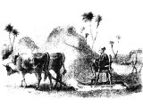 Oxen treading out corn